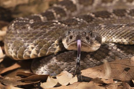 Southern pacific rattlesnake 