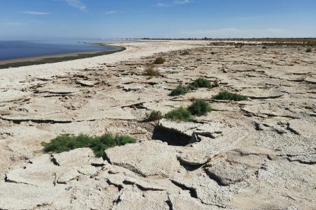 Salton Sea shoreline