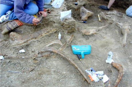 Dinosaur bonebed