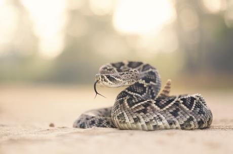 Rattlesnake